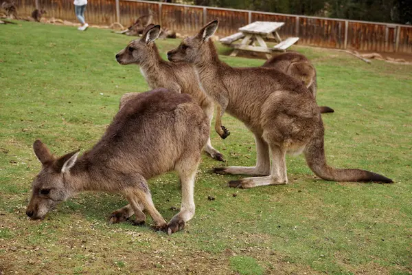 Kangaroo (6)